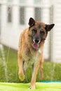 German Shepherd Dog Outside Playing In Water Royalty Free Stock Photo