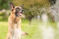 German Shepherd Dog Outside Playing In Water Royalty Free Stock Photo