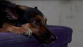 Thinkful dog over a couch. Royalty Free Stock Photo