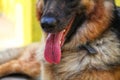 german shepherd dog panting in summer with tongue out HD dog try to cool off Royalty Free Stock Photo