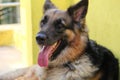 german shepherd dog panting in summer with tongue out HD dog try to cool off Royalty Free Stock Photo