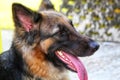 german shepherd dog panting in summer with tongue out HD dog try to cool off Royalty Free Stock Photo