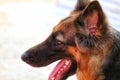 german shepherd dog panting in summer with tongue out HD dog try to cool off Royalty Free Stock Photo