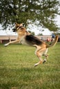 German shepherd dog park playing Frisbee jumping catching