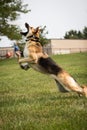 German shepherd dog park playing Frisbee jumping catching