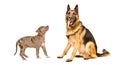 German Shepherd dog and a Pitbull puppy
