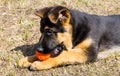 German shepherd dog playing with ball Royalty Free Stock Photo