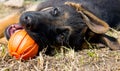 German shepherd dog playing with ball Royalty Free Stock Photo