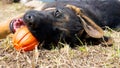 German shepherd dog playing with ball Royalty Free Stock Photo