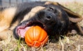 German shepherd dog playing with ball Royalty Free Stock Photo