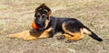 German shepherd dog playing with ball Royalty Free Stock Photo