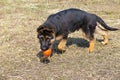 German shepherd dog playing with ball Royalty Free Stock Photo