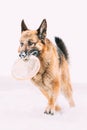 German Shepherd Dog Playing Frisbee Freestyle. Winter Season. Training Of Purebred Adult Alsatian Wolf Dog Winter Day Royalty Free Stock Photo