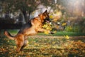 German shepherd dog playing with leaves in the park in autumn Royalty Free Stock Photo