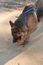 German shepherd dog playing with an orange ball in its mouth. Royalty Free Stock Photo