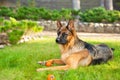 German shepherd dog playing with an orange ball in its mouth. Portrait of a playing purebred dog Royalty Free Stock Photo