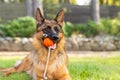 German shepherd dog playing with an orange ball in its mouth. Portrait of a playing purebred dog in summer park Royalty Free Stock Photo