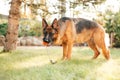 German shepherd dog playing with an orange ball in its mouth. Portrait of a playing purebred dog. Royalty Free Stock Photo