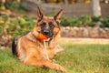 German shepherd dog playing with an orange ball in its mouth. Royalty Free Stock Photo