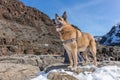 German shepherd dog Royalty Free Stock Photo