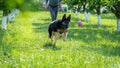 German shepherd dog playing with a toy on the grass Royalty Free Stock Photo