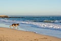 German Shepherd dog plays on the beach Royalty Free Stock Photo