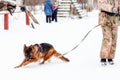 German shepherd dog plays with its owner