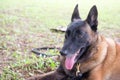 German shepherd dog in police k-9 unit