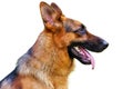 Isolated German shepherd dog portrait in white background