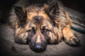 German shepherd dog Royalty Free Stock Photo