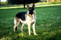 German Shepherd dog Royalty Free Stock Photo