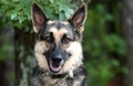 German Shepherd Dog Portrait Royalty Free Stock Photo