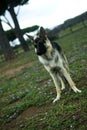 German Shepherd dog Royalty Free Stock Photo