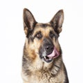 A German Shepherd dog portrait Royalty Free Stock Photo