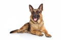 German Shepherd dog Royalty Free Stock Photo