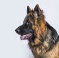 German Shepherd dog in profile Royalty Free Stock Photo