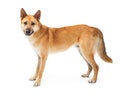 German Shepherd Dog Profile Over White Royalty Free Stock Photo