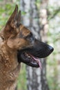 German shepherd dog. Profile portrait Royalty Free Stock Photo