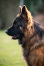 German Shepherd Dog in profile view on nature blurred background, close-up muzzle portrait of dog Royalty Free Stock Photo