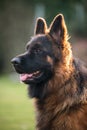 German Shepherd Dog in profile view on nature blurred background, close-up muzzle portrait of dog Royalty Free Stock Photo