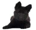 German Shepherd Dog puppy, 10 weeks old, lying Royalty Free Stock Photo