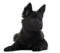 German Shepherd Dog puppy, 10 weeks old, lying Royalty Free Stock Photo