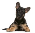 German Shepherd Dog puppy, 3 months old, lying Royalty Free Stock Photo