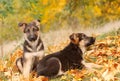 German shepherd dog puppy Royalty Free Stock Photo