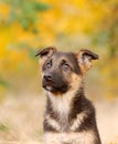 German shepherd dog puppy Royalty Free Stock Photo