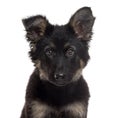 German Shepherd Dog puppy isolated on white Royalty Free Stock Photo