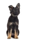 German Shepherd Dog puppy isolated on white Royalty Free Stock Photo