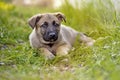 German Shepherd Dog Royalty Free Stock Photo