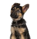 German Shepherd Dog puppy 3 months old Royalty Free Stock Photo