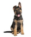 German Shepherd Dog puppy (3 months old) Royalty Free Stock Photo